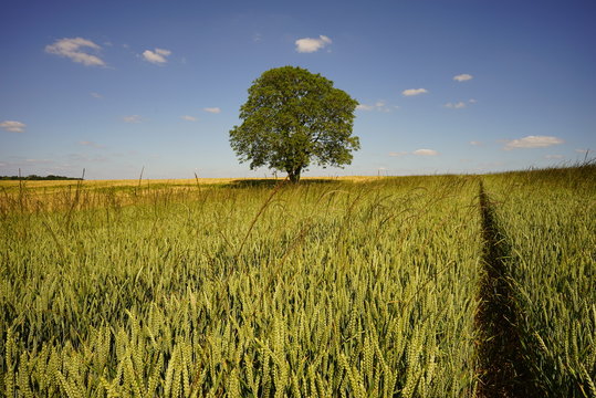 Paysage Campagne 452