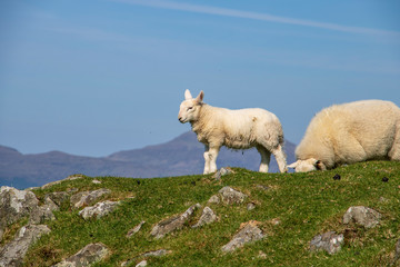 Lamm in Schottlands schöner Landschaft