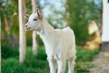 white goat farm