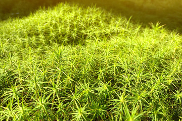 Green background of close-up of Polytrichum moss