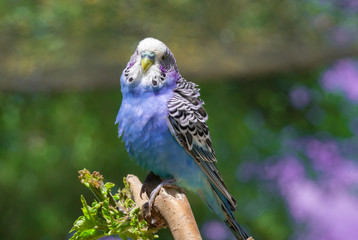 Blue budgerigar sitting on a branch and looking to the camera