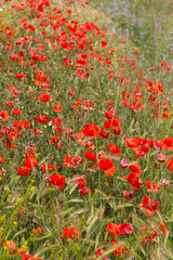 Fototapeta premium pole kwiatów