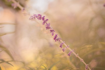 Blossom