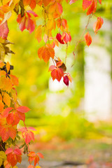 Red leaves of wild grapes on a blurred background. Autumn colored leaves in the sun. Background from multicolored leaves. Copy space