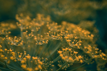 Toned photo of dill flowers on a blurred background. Concept.