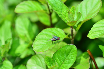 Fly sits on green leaf