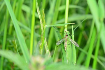 A  crane fly  in green nature