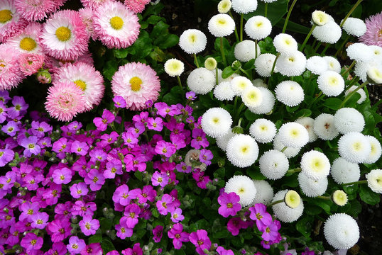 Tappeto di fiori colorati