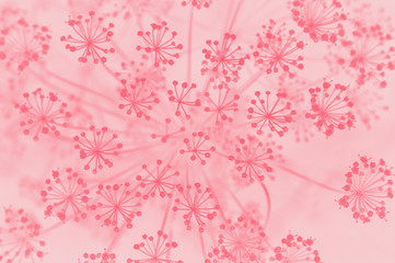 Duoton effect photo with dill flowers on blurred background. Concept.Top view