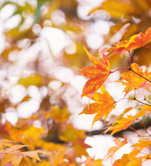 Beautiful maple leaves in autumn sunny day in foreground and blurry background in Kyushu, Japan. No people, close up, copy space, macro shot.