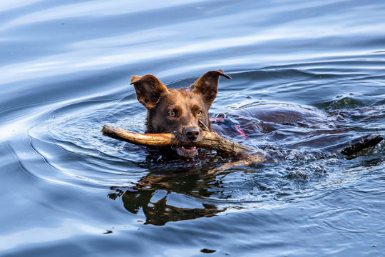 Schwimmender Hund im Wasser