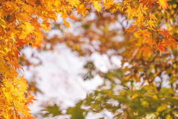 Beautiful maple leaves in autumn sunny day in foreground and blurry background in Kyushu, Japan. No people, close up, copy space, macro shot.