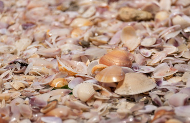 colorful sea shells