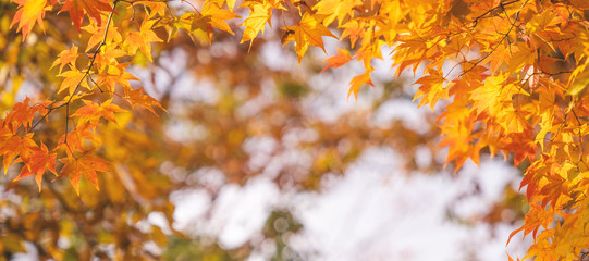 Beautiful maple leaves in autumn sunny day in foreground and blurry background in Kyushu, Japan. No people, close up, copy space, macro shot.