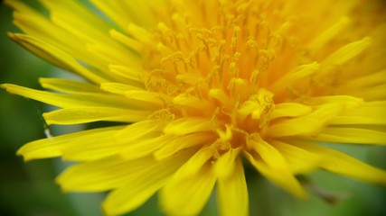 Yellow flower in natural environment, close up. Dandelion