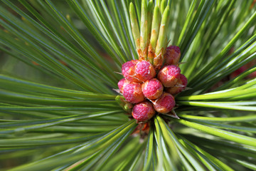 Pinus sibirica. Needles and flowering of Siberian pine