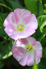 Convolvulus arvensis. Beautiful flowers field bindweed