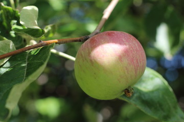 ripe fragrant Apple on a branch on a Sunny summer day.