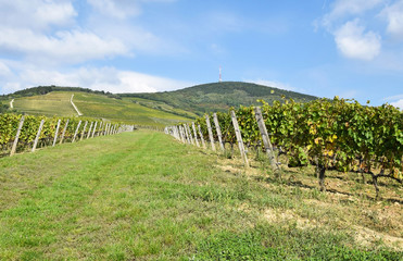Fototapeta na wymiar Vineyards in the hill-side near Tokaj city, Hungary