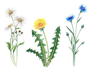 Obraz premium Wildflowers watercolor Botanical illustration leaves chamomile cornflower dandelion Lupin spring summer set for postcard design summer decoration design wedding invitation cards