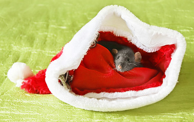 A rat sits in a Santa Claus hat. Symbol of the Chinese New Year 2020. Horoscope. Dumbo rat