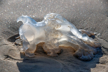 Rhopilema nomadica jellyfish on the coastal sand. Mediterranean Sea © Emma