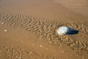 Rhopilema nomadica jellyfish on the coastal sand. Mediterranean Sea © Emma