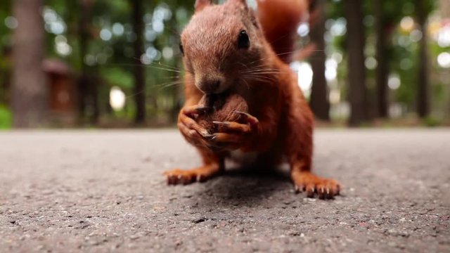 A squirrel eats a walnut in the forest for a long shot. Paws of a squirrel. Funny animals.Red squirrel found a nut. In the summer on the nature. Fluffy tail. Cute animal