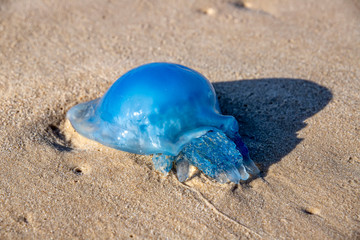 Fototapeta na wymiar Blue nomadic jellyfish on the coastal sand. Mediterranean Sea