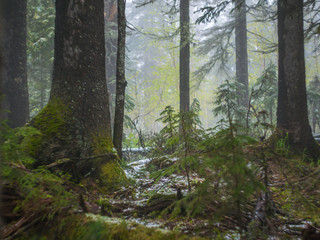 tree trunks with moss in the forest with fog