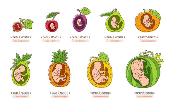Embryo month stage growth pregnancy fetal development vector flat infographic icons