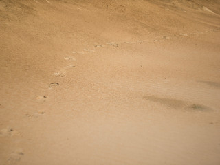 human footprints in the sand