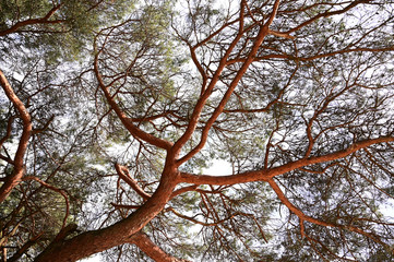Shot of a beautiful red tree in a local forest in the Netherlands