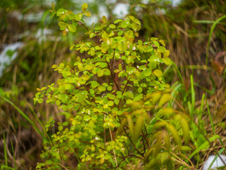 Plant with dew on the leaves