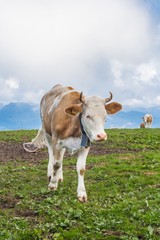 Fototapeta na wymiar Beautiful swiss alps mountains. Alpine meadows. Farm. Cows