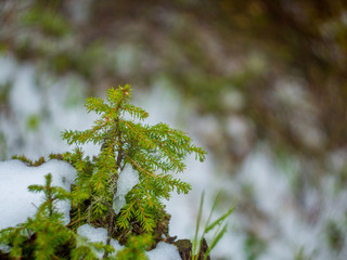 A small tree in the forest on moss