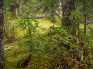 Fototapeta premium young tree in the Northern forest on the background of trunks and moss