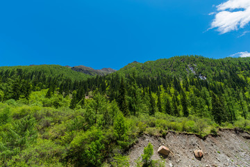 forest pine trees of the Dag glacier national park at Chengdu China