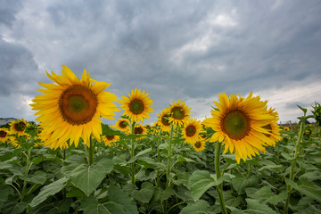 sunflower field flower sky yellow summer agriculture