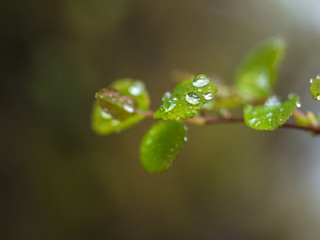 rain drops on the leaves of a Bush in the woods