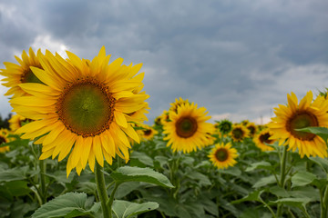 sunflower field flower sky yellow summer agriculture