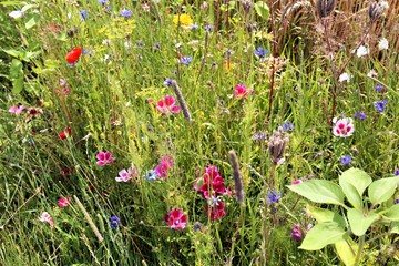 flowers in the garden