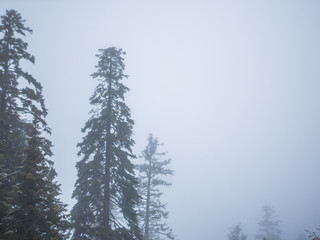 old spruce spring forest in the fog
