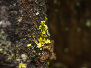 rotten stump covered with moss and lichen