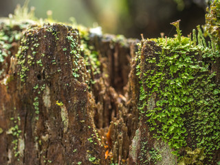 rotten stump covered with moss and lichen