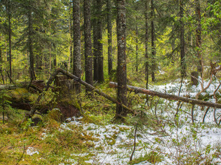 Obraz premium old dense forest with moss and lichens