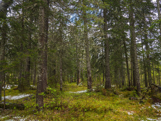 old dense forest with moss and lichens
