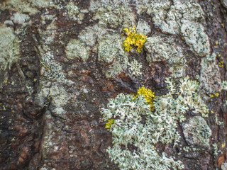 Moss and lichen on rotten wood