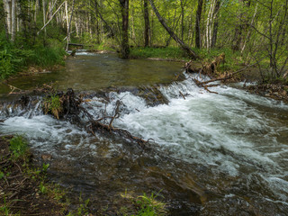 mountain river with clear water rapids and plants on the banks