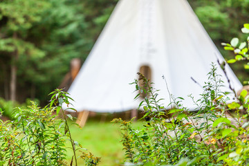 Fusion of cultural & modern music event. A closeup view of green vegetation by a campsite, a Native...